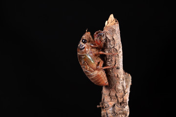Cicada larva