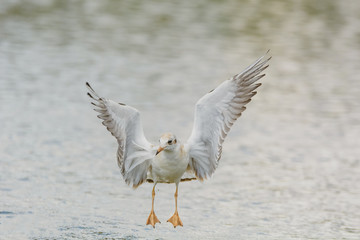 Möwen auf einem Teich im Binnenland