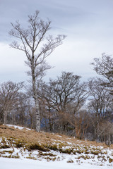 Wide vertical view of a fenced deciduous forest and dry brown grass covered in snow on a cloudy day. Gokase highlands, Miyazaki, Japan. Nature and seasons.
