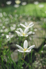 Fototapeta premium fairy lily in rain bokeh bright 