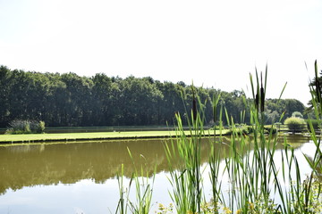 pond landscape with reed
