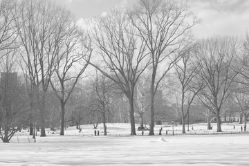 Winter in Central park
