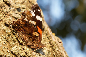 Butterfly perches on a tree in a garden. Wild Animals. Beautiful butterfly closeup in nature...