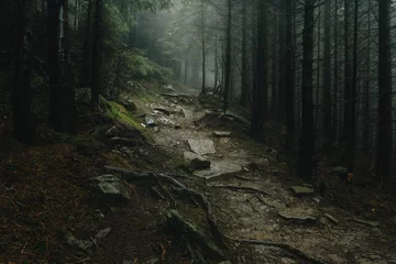 Fotobehang Landschap van een mystiek bos bedekt met mist. © ianachyrva