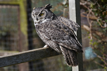 Eagle Owl