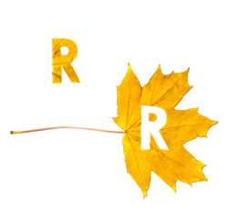 Autumn alphabet. Letter R is cut from  yellow maple leaf