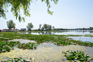 The lake Neptune from the station Neptune in Constanta, Romania filled with water lilly