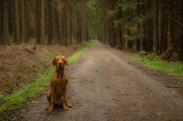 Dog in wood