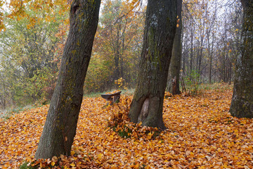 Recreation place in the mist, autumn.