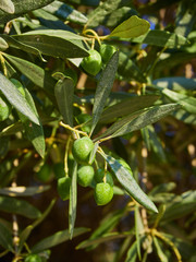 Cluster of green Cerignola olives in a olive tree branch.