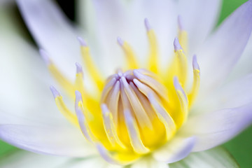 Close-up of White Lotus Flower with green leaf in pond