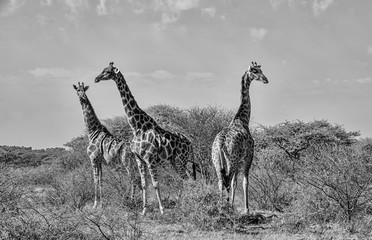 Giraffe Group