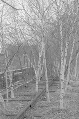 A group of trees living on a railway line