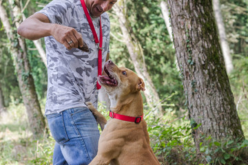 Man trains his pit bull dog outdoors