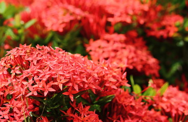 beautiful red spike flower in fresh nature