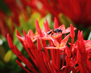 beautiful red spike flower in fresh nature