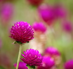 beautiful globe amaranth flower fresh in nature