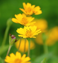 beautiful singapore dailsy flowers fresh in garden