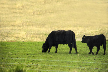 Aberdeen Angus cows