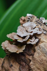 mushroom herb and vegetarian in fresh forest