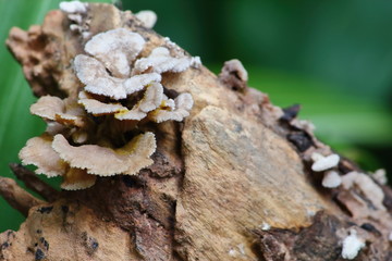 mushroom herb and vegetarian in fresh forest