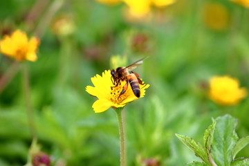 bee on beautiful fresh flower in garden