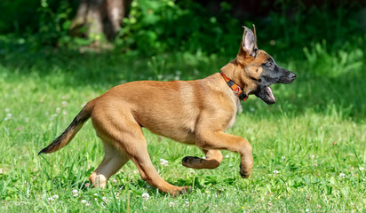 Running malinois puppy