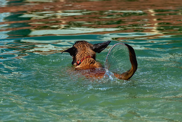 The dog swims and wags his tail