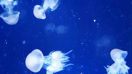 Search Photos Méduse