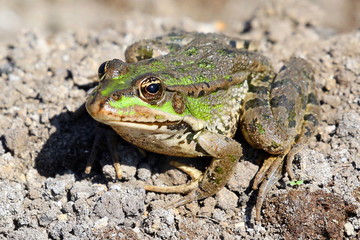 Frog closeup on nature background, riverbank. Ukraine.