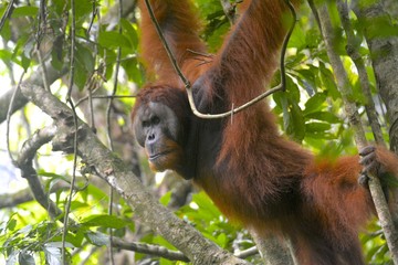 wild Orang Utan in the Jungle of Sumatra