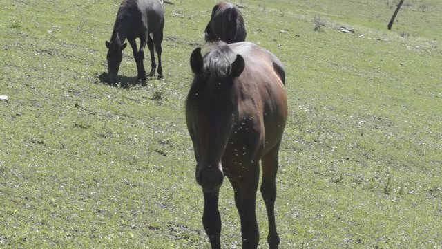 brown horse walks through the meadow to the camera