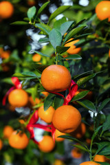 Ripe and fresh tangerines with red ribbons on a tree in a garden. Hoi An, Vietnam.