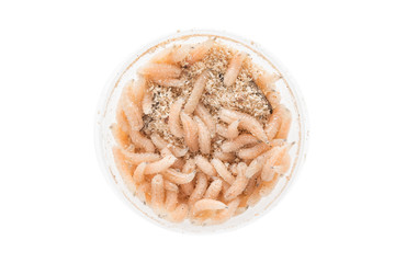 Maggot fly larva in a can isolated on white background. Fishing bait.