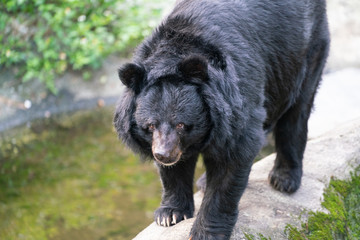 Naklejka na ściany i meble Formosan black bear or Ursus thibetanus formosanus close up view in Taiwan