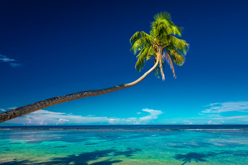Beach with coral reef on south side of Upolu framed by palm leaves, Samoa