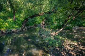 Stream in the forest