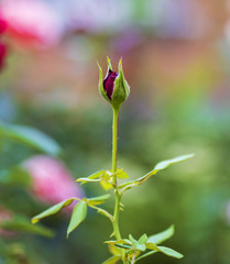 unblown red rose bud with green leaves in the garden