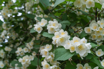 Mock Orange Blooms. Beautiful flowering shrub. Summer