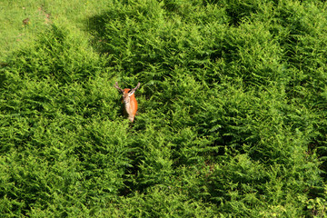 Rehbock in der Natur