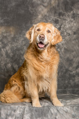 Obraz premium Hund 9