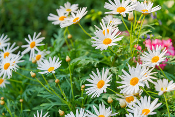 Beautiful white Daisies - Daisy flower science name Bellis perennis on green natural material of beauty, health, herbal messages for background