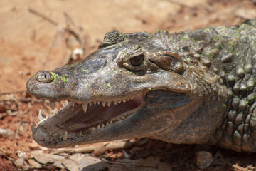 Crocodile