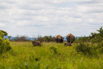 White rhino standing in the bush in the Hluhluwe-imfolozi park, KZN, South Africa.