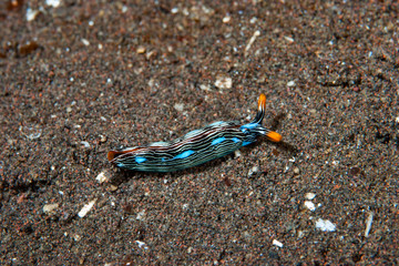 Thuridilla gracilis Sea Slug