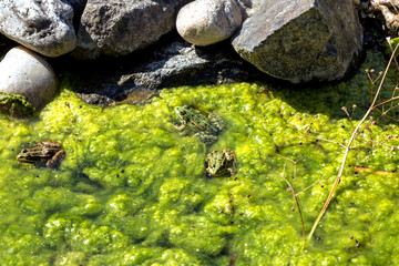 frogs in the pond