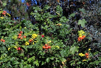 red fruits of wild rose bush