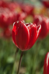 tulip in a garden