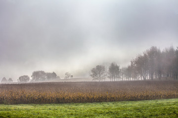 Maisfeld im Spätherbst_2677