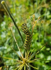 Caterpillar - Steyrling - Austria
